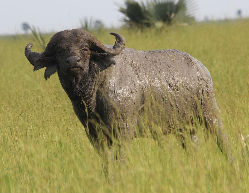 large bronze african buffalo statue