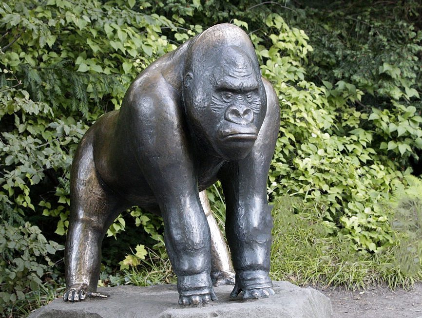 Unhappy Gorilla Outdoor