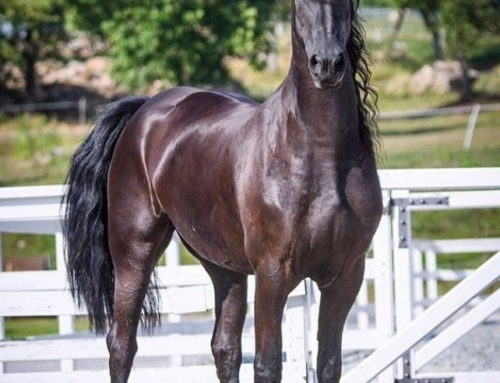 Standing Bronze High Quality Live Arabian Horses
